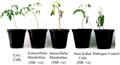 Identification of a Potential ISR Determinant from Pseudomonas aeruginosa PM12 against Fusarium Wilt in Tomato